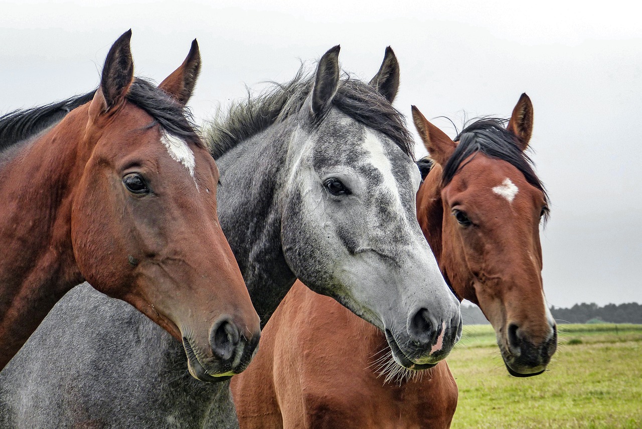 最新Zoom動物馬，科技與自然界的融合之美探索