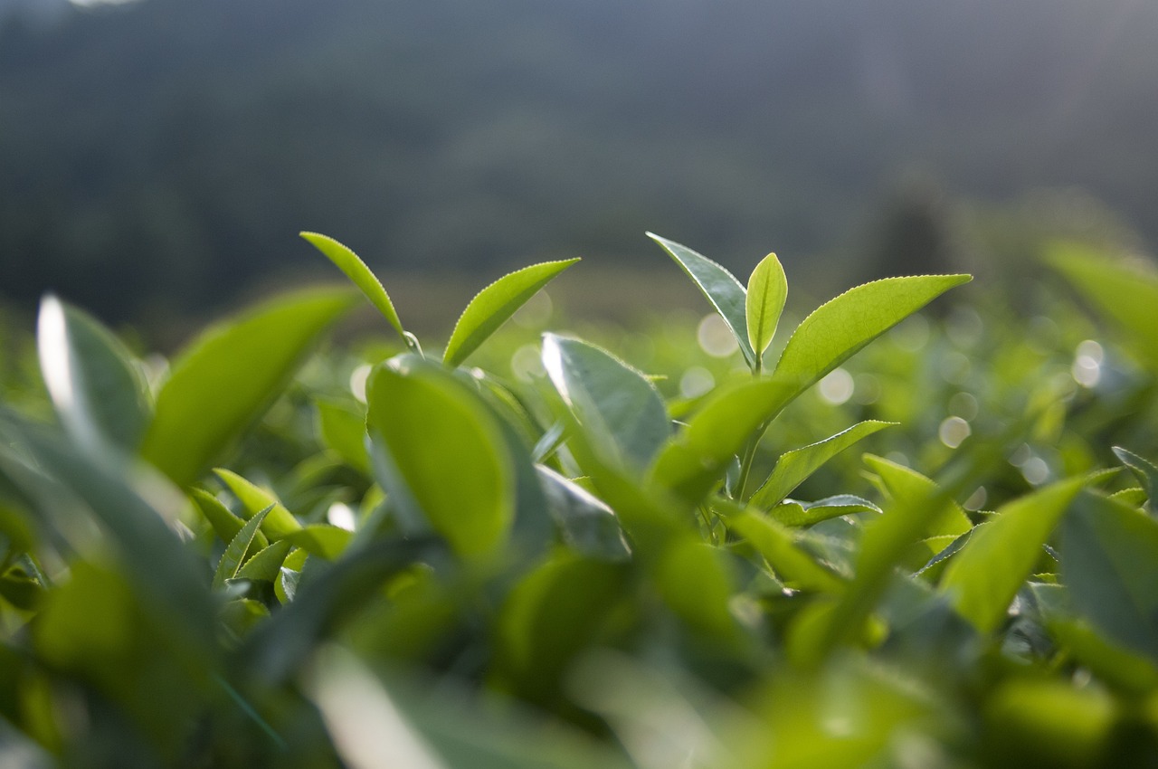 中國十大名茶最新排名揭曉，探尋中國茶文化的璀璨瑰寶